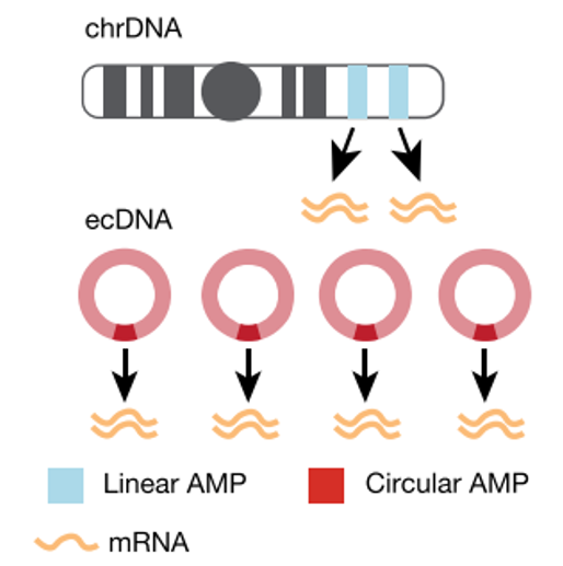 ecDNA